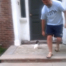 Puppy jumps into bush to avoid stairs