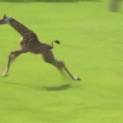 Baby giraffe slows down after a run