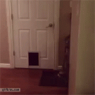 Cat comes in through the door