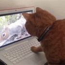 Cat watches squirrel on laptop