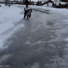 Dog on an icy road