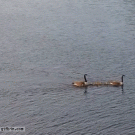 Family of geese vs. paddle