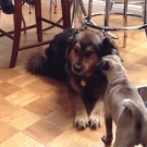 Pug spins when frightened by larger dog