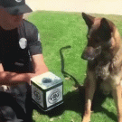 Police dog vs. Jack-in-the-box