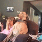 Shocked dog