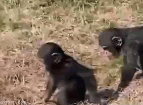 Baby Chimp Pushed In The Water Best Funny Gifs Updated Daily