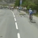 Cyclist vs. dog