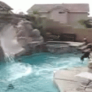 Dog vs. swimming pool slide