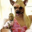 Paris Hilton dog head change