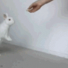 Cute bunny walk