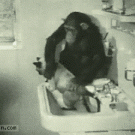 Chimp washing cat