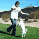 Dog jumping rope