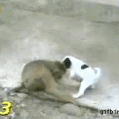 Monkey's reaction to puppy