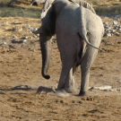 Jackal bites elephant