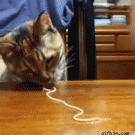 Cat eats pasta