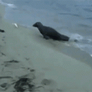Seal steals fish from fisherman