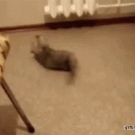 Kitten hops like a kangaroo