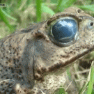Toad with a parasite in eye