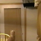 Cat jumps after caged parakeet
