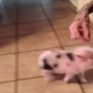 Little piggy falls over while going for treat