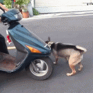 Dog climbs on scooter