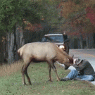 Elk vs. photographer