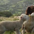Gog feeds lamb