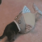 Cat crawls into fish