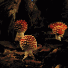 Mushrooms growing time-lapse