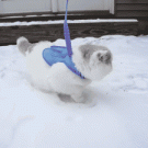 Kitten's first time in the snow