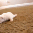 Puppy's first steps
