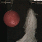 Feather and a bowling ball fall at the exact same speed in vacuum chamber