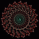 Evolution spiral (Nicolas Fong)