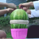 Rubber bands vs watermelon