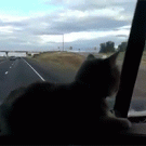 Cat on dashboard gets scared of overpass