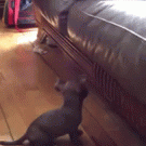 Cute Chihuahua couch climbing fail
