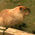 Monkey punches capybara in the nose
