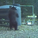Bear gets hit in the nuts while messing with water tank