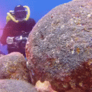 Octopus vs. scuba diver with camera