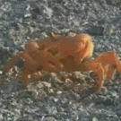Crab rops off its claw
