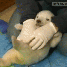 Cute baby polar bear
