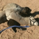 Camel sleeps on dog