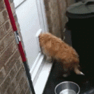 Fat cat goes through flap door