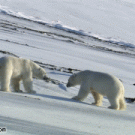 Polar bear fight