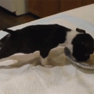 Puppy flips over while eating