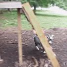 Goat on a slide