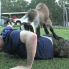 Baby goat push-ups
