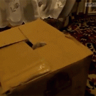 Kitten-in-a-box