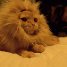 Kitten in lion costume roar
