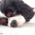How to wake up a puppy